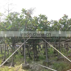 Ficus Elastica (rubber Fig ) thumbnail-3