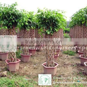 Ficus Cage Shape Benjamina thumbnail-1