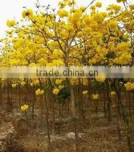 Tabebuia Chrysantha Yellow Flower Tropical Trees thumbnail-1