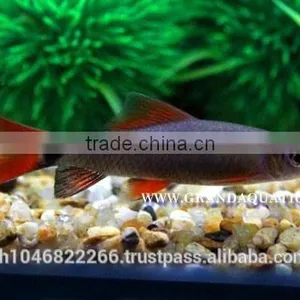 Rainbow Shark Fish/Ornamental Fish Thailand thumbnail-5