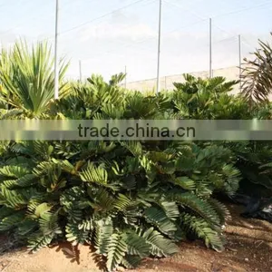 ZAMIA FURFURACEA thumbnail-1