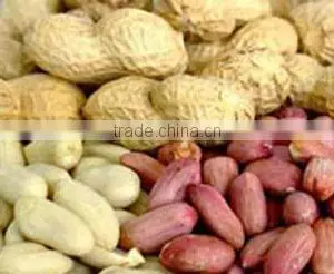 Raw Peanut In Shell thumbnail-1
