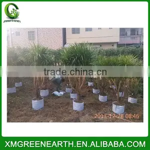 Dracaena Angustifolia (3) thumbnail-1
