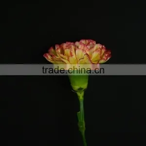 Color Charming Bride Single Head Bright Yellow Carnation thumbnail-1