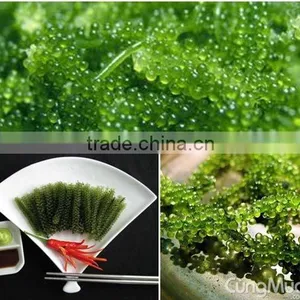 FRESH GREEN CAVIA - SEAWEED - FIRST GRADE thumbnail-1