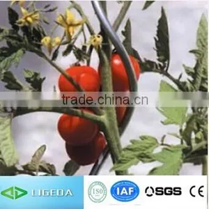 Climbing Plant Support for Tomato Paste thumbnail-1