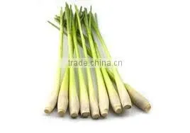 Organic Fresh Lemon Grass Young thumbnail-1