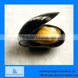 The New Coming Iqf New Mussel thumbnail-1