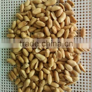 Peanut Kernels 38-42, 28-32, 24-28 thumbnail-5