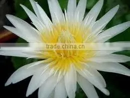 Indian White Lotus Absolute thumbnail-1