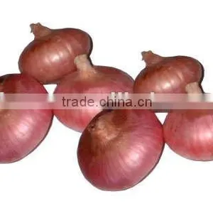 Chinese Fresh Onion thumbnail-1
