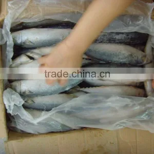 Whole Round Frozen Mackerel New Catching thumbnail-1