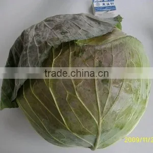 Chinese Round Cabbage thumbnail-1