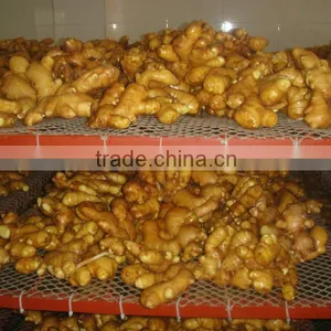 China Big Fresh Ginger 100g-350g up thumbnail-1
