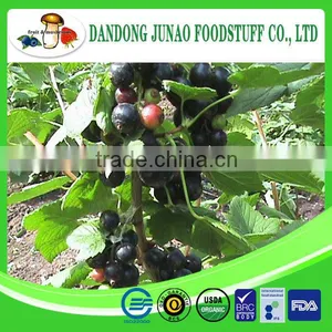 New Crop Iqf Frozen Bulk Black Currant thumbnail-1