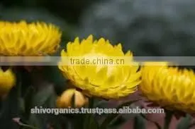 Helichrysum Oil thumbnail-1