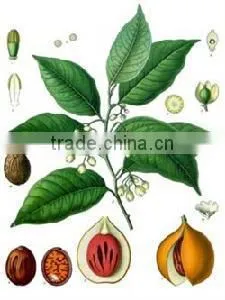 GMP Certified Organic Perilla Seed Oil Top Quality thumbnail-3