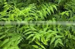 Neem Oil Cold Pressed thumbnail-3