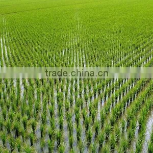 DF 12HP-22HP Walking Tractor Implement 6 Rows Rice Seeder , Paddy Land Rice Seeder thumbnail-6