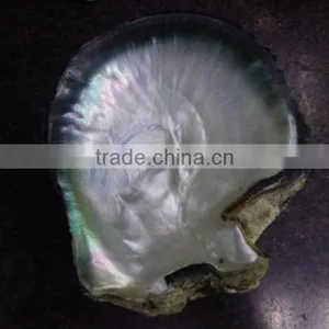 Big Black Lip Mother of Pearl Raw Shell Products thumbnail-3