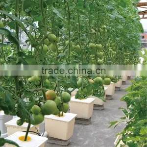 Aeroponic Hydroponic Lettuce Bato Bucket Dutch Bucket Systems thumbnail-2