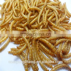 Mealworm Treats With Long-term Technical Support thumbnail-6