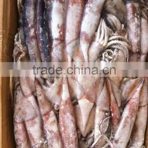 Frozen Squid Todarodes Pacificus300-500g thumbnail-1