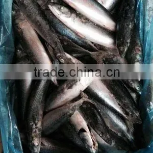 Frozen Mackerel Fish Maw thumbnail-3