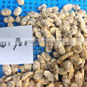 IQF Cooked Short Necked Clam Meat for Sale thumbnail-4