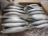 Frozen Mackerel Fish 200-250g Land Time Oct thumbnail-1