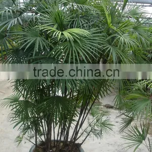 Rhapis Multifida thumbnail-3