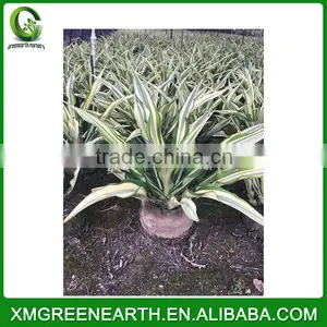 Furcraea Foetida (1) thumbnail-1