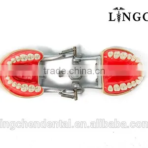 Tooth Brushing Model thumbnail-2