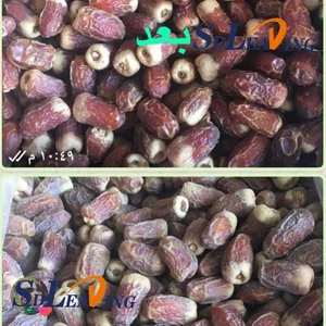 Automatic Palm Dates Brush Polishing Cleaning Machine Industrial Date Palm Dry Cleaner Polisher for Fruit Processing Factory Line thumbnail-2