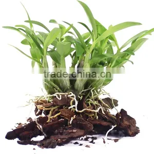 High Quality Dendrobium Chrysanthum thumbnail-3