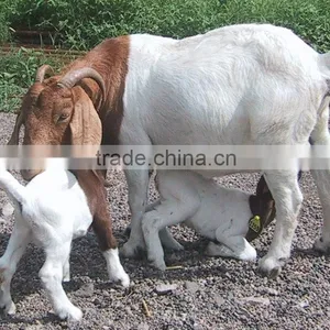 Live Boer Goats, Pregnant Holstein Heifers thumbnail-1