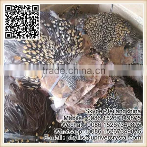 Wholesale Bulk 20-25cm Natural Jungle Cock thumbnail-1
