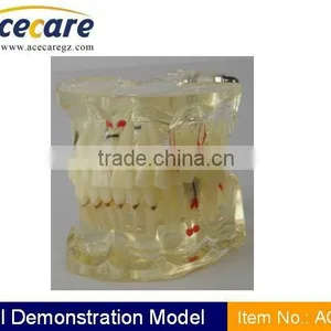 Dental Teaching Model thumbnail-1