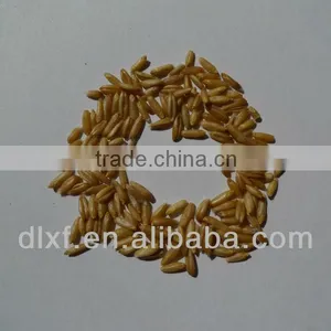 Oat/peeless Oat thumbnail-1