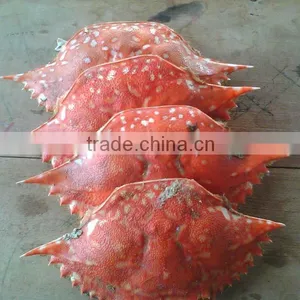 Crab Shell thumbnail-3