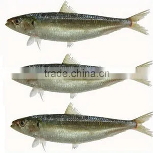 BQF Frozen Sardine Fish for Fishing Bait thumbnail-1