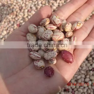 2015 New Speckled Kidney Beans With Good Quality thumbnail-2