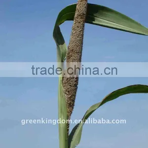 Forage Hybrid Pennisetum Grass Energy Plant Seed Supplier thumbnail-1
