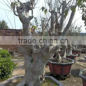 Lagerstroemia Indica L. Nursery thumbnail-5