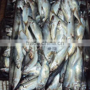 Frozen Horse Mackerel thumbnail-2