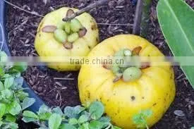 100% Natural GARCINIA CAMBOGIA thumbnail-1