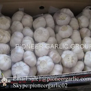 New Crop Natural Fresh Jinxiang Shandong Normal White Garlic thumbnail-3