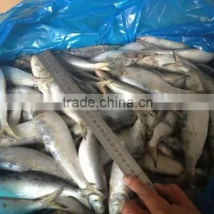 Frozen Sardine Fish thumbnail-1