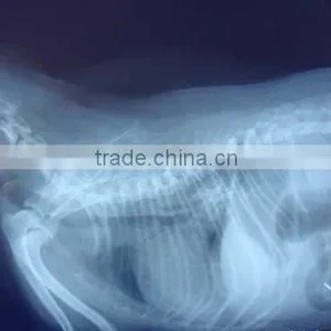 Agfa Film Dt2b, Fuji Dry Film for Chinese Veterinary Instrument thumbnail-1
