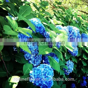 For Friend Gift High Quality Silk Hydrangea Wedding Bouquets Wedding Centerpieces Real Touch Fresh Cut Hydrangea From Yunnan thumbnail-6
